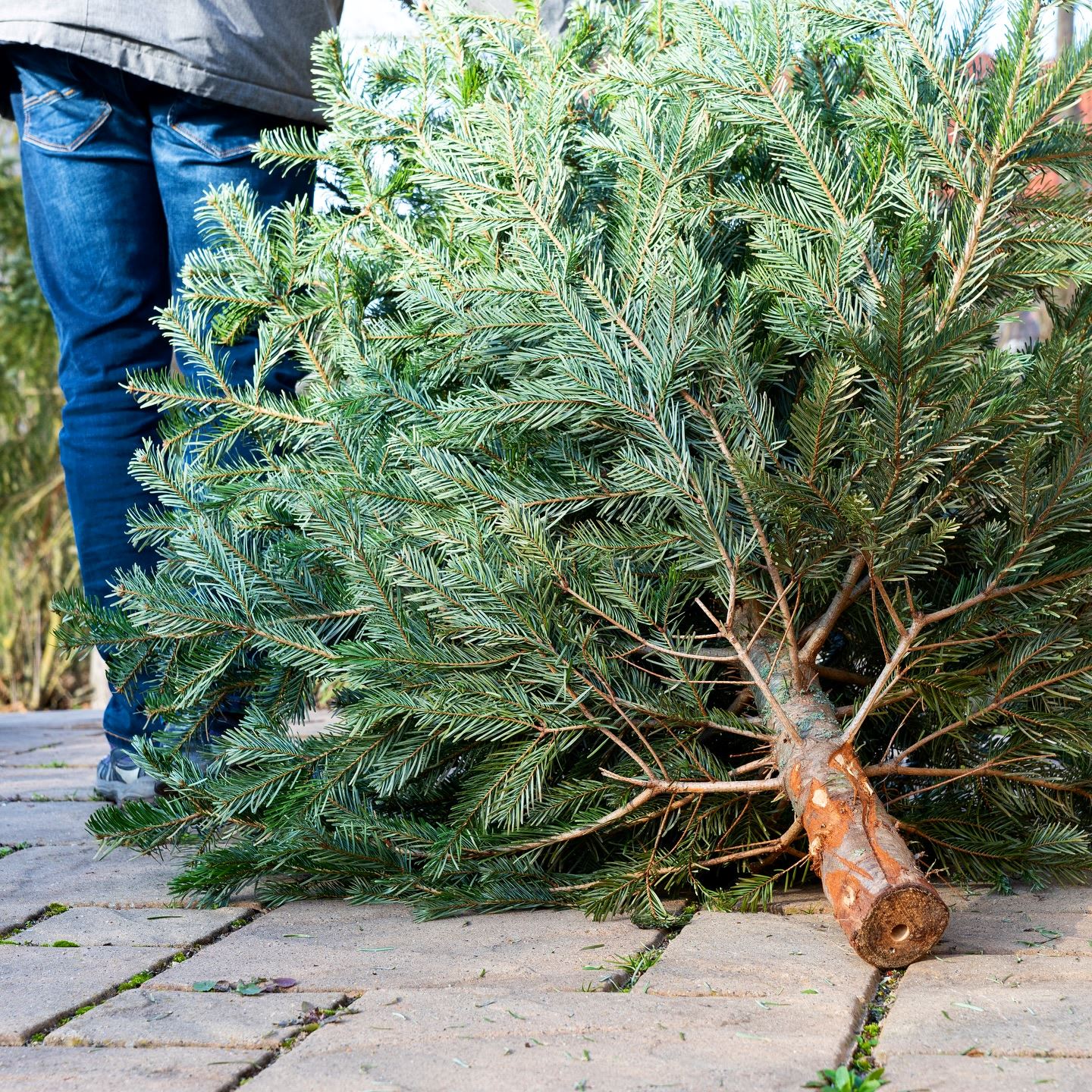 Christmas Tree Disposal image